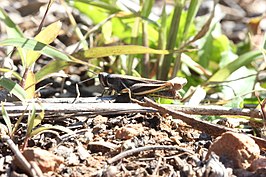 Vitticatantops humeralis