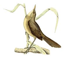 Acrocephalus newtoni 1868.jpg