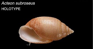 <i>Acteon subroseus</i> Species of marine gastropod