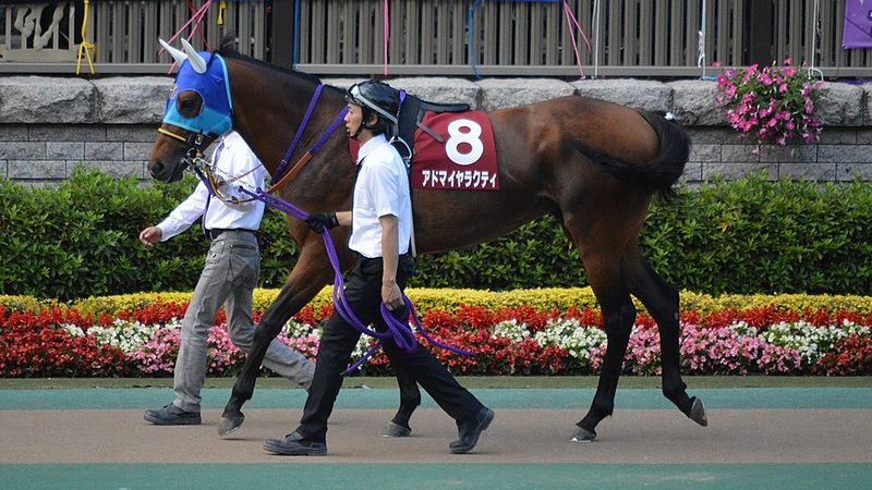 File:Admire-Rakti Meguro-Kinen 2013.jpg