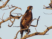 A juvenile African hawk-eagle. Before they attain the pied appearance of adults, juveniles of the species appear as a somewhat nondescript rufous raptor. African Hawk-Eagle.jpg