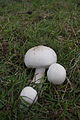 Agaricus macrosporus