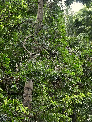 <i>Agathis atropurpurea</i> Species of conifer in the family Araucariaceae endemic to Queensland, Australia