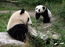 Großer Panda – Wikipedia