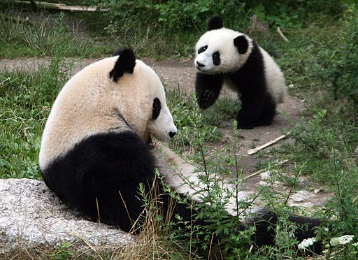 wei Pandas im Tiergarten Schönbrunn (UNESCO-Welkulturerbe). Ailuropoda melanoleuca Schoenbrunn