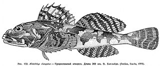 <i>Alcichthys</i> Species of fish