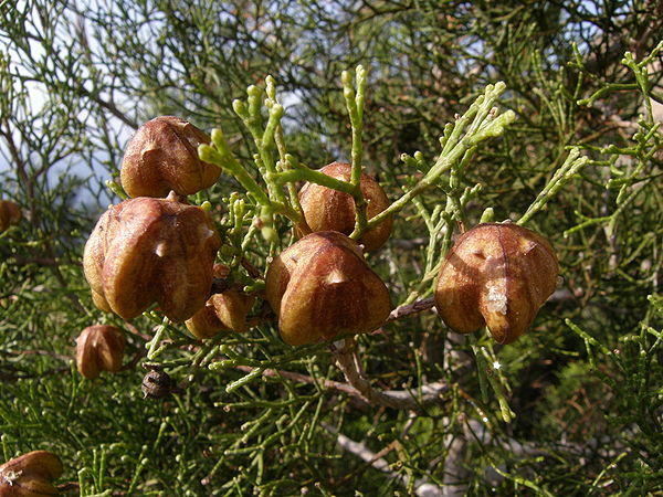 Tetraclinis cones