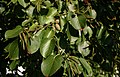 korfolia alno