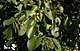 Alnus-cordata-leaves.JPG
