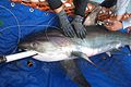 Investigadores de la NOAA que marcan un pez zorro, tales esfuerzos son críticos para desarrollar medidas de conservación.
