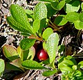 Alpine bearberry in Varrio Nature Reserve, Finland.jpg