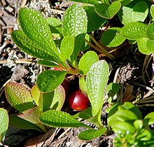 Alpine bearberry in Varrio Nature Reserve, Finland.jpg