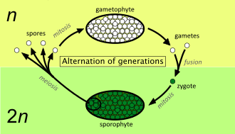 Alternation of generations between a haploid (n) gametophyte (top) and a diploid (2n) sporophyte (bottom), in all types of plant Alternation of generations simpler.svg