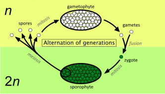 Bryophyte Life cycle Alternation of generations simpler.svg