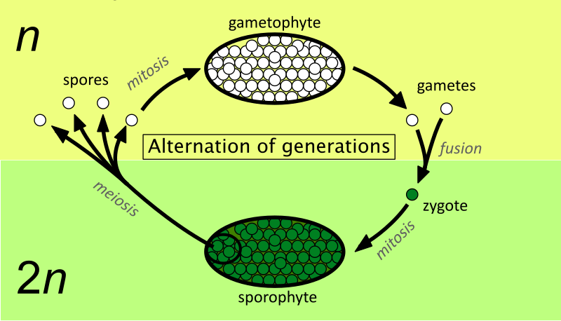 simple gymnosperm life cycle