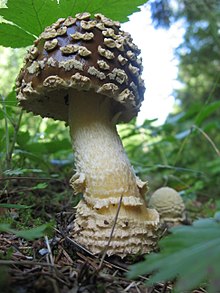 Amanita regalis 52330.jpg