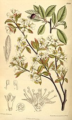 Thumbnail for Amelanchier bartramiana