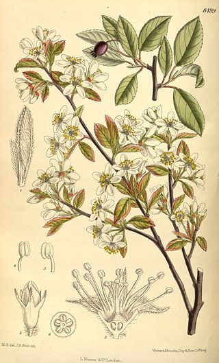 <i>Amelanchier bartramiana</i> Species of flowering plant