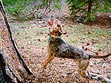 american leopard hound