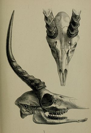 Two views of a male dibatag skull Ammodorcas clarkei skull 1891.jpg