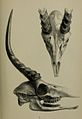 Ammodorcas clarkei skull 1891.jpg