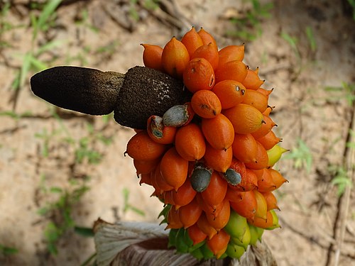 Amorphophallus dracontioides according to the phenological stages around the Pendjari complex Photograph: AMADOU BAHLEMAN FARID