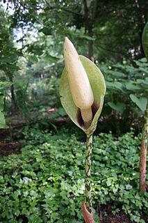 <i>Amorphophallus dunnii</i> Species of flowering plant