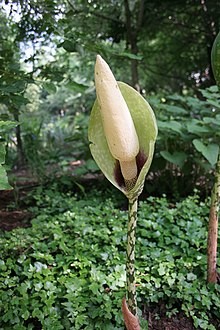 Amorphophallus dunnii (SuperFantastic) 002.jpg