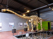 Ampelosaurus Reittier 4.JPG