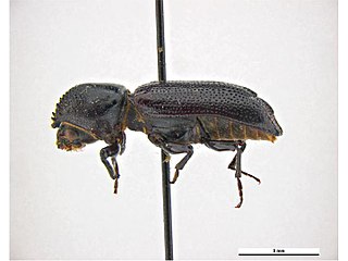 <i>Amphicerus teres</i> Species of beetle