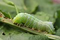 English: An Amphipyra berbera caterpillar. Français : Une chenille d'Amphipyra berbera.