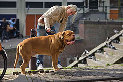 A young girl brushing her dog in the Singel. Amsterdam, The Netherlands