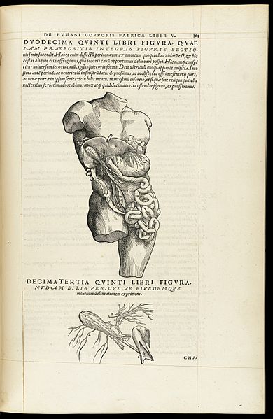 File:Andreae Vesalii Bruxellensis Wellcome L0063876.jpg