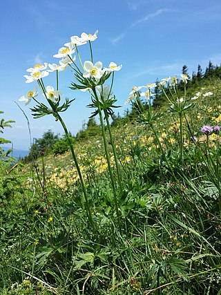 <i>Anemonastrum</i> Genus of Ranunculaceae plants