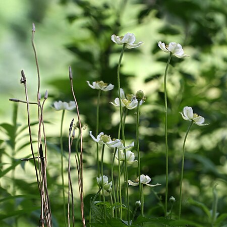 Tập_tin:Anemone_virginiana_120620.jpg