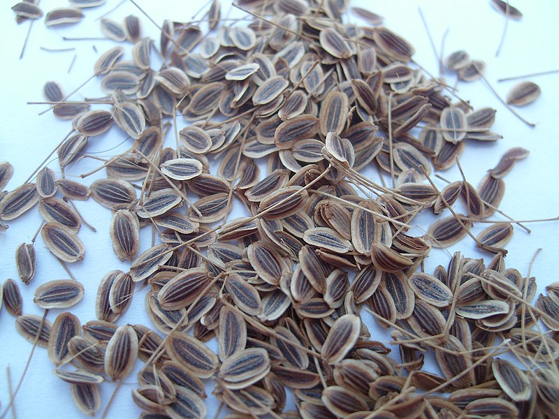 File:Anethum graveolens seeds.JPG