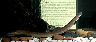 Indonesian shortfin eel Subspecies of fish