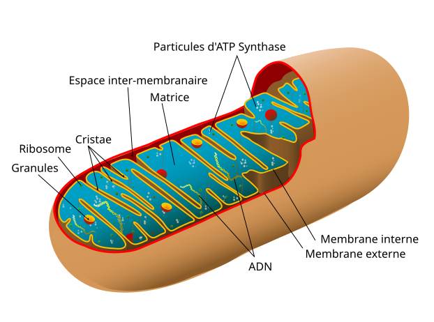 File:Animal mitochondrion diagram fr.svg