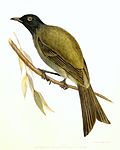 Miniatura para Anthornis melanocephala