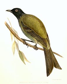 The Chatham Island bellbird was described by John Edward Gray in 1843 Anthornis.melanocephalus.jpg