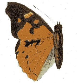 <i>Apaturopsis kilusa</i> Species of butterfly