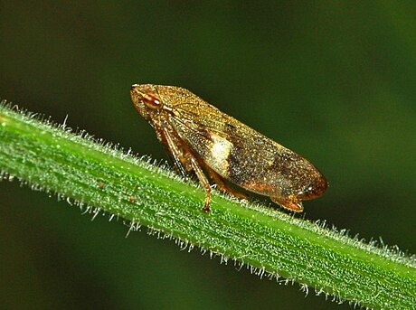 Aphrophora alni