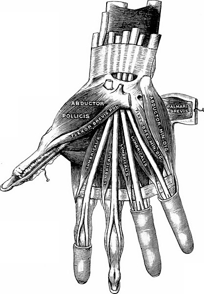 File:Applied anatomy and kinesiology, the mechanism of muscular movement (1919) (14756490746).jpg