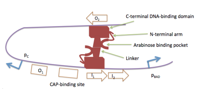 Figure 2. Expression of araB, araA and araC does not occur when arabinose is not present. In the absence of arabinose, AraC dimerizes while bound to the O2 and I1 operator sites, looping the DNA. The looping prevents binding of CAP and RNA Polymerase, which normally activate the transcription of both PBAD and PC. Ara abs.png