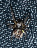 Thumbnail for Araneus bicentenarius