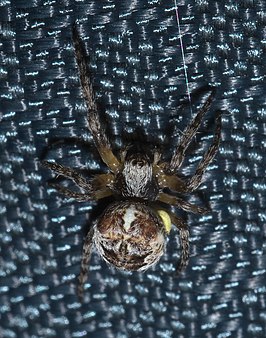 Araneus bicentenarius