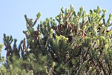 Bosque com predominância de araucárias e detalhe de ramo de Araucaria