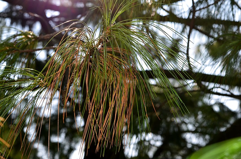 File:Arboretum Zürich 2014-03-14 14-28-53.JPG