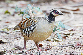 Arborophila brunneopectus female - Kaeng Krachan