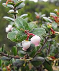 Miniatura para Arctostaphylos mendocinoensis